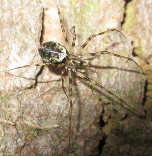 Drapetisca socialis