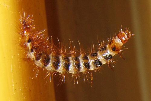 Drilus flavescens