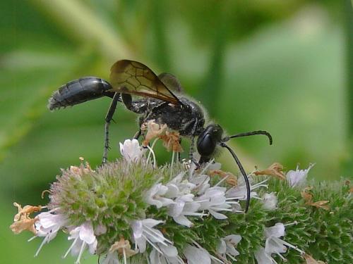 Isodontia mexicana