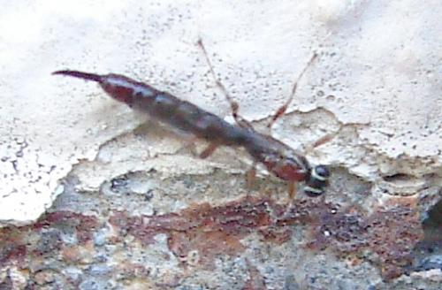 Réf. 64 423 : Clistopyga sp.