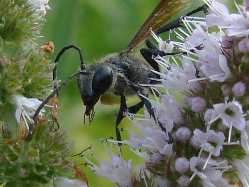 Isodontia mexicana