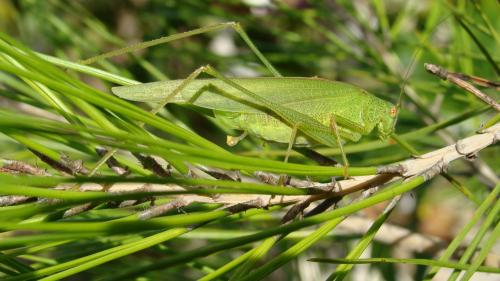 Phaneroptera nana