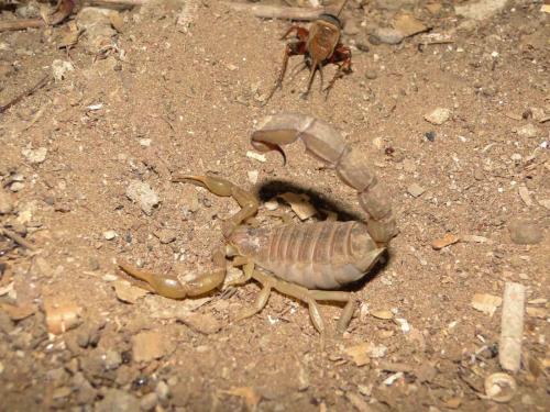 Androctonus sp.