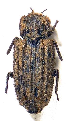 Réf. 64 526 : Dastarcus sp.