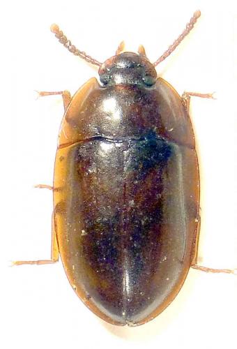 Réf. 64 527 : Peltoides sp.