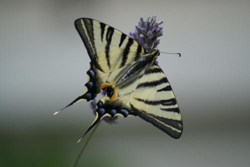 Iphiclides podalirius