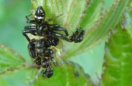 Synema globosum