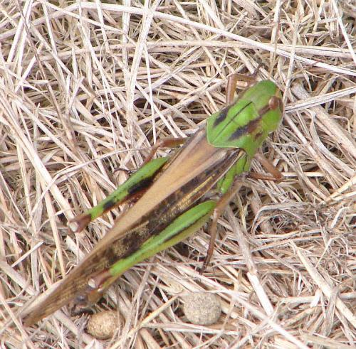 Réf. 64 066 : Locusta migratoria