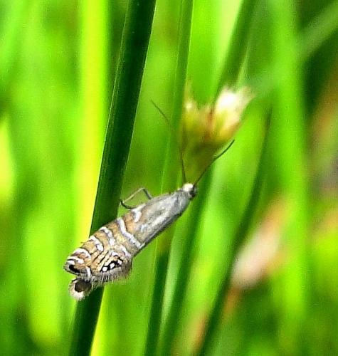 Réf. 64 003 : Glyphipterix thrasonella