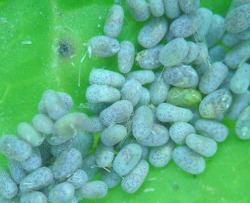 Isturgia miniosaria