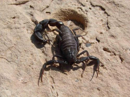 Androctonus mauritanicus
