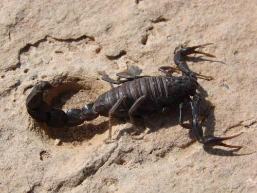 Réf. 64 490 : Androctonus mauritanicus