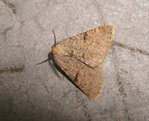 Réf. 64 151 : Isturgia miniosaria