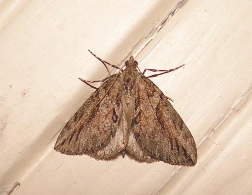 Réf. 64 275 : Thera cupressata