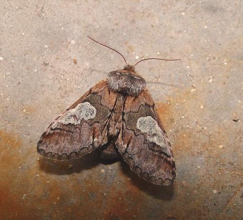 Réf. 64 339 : Diloba caeruleocephala
