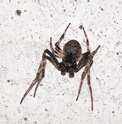 Réf. 64 650 : Nuctenea umbratica
