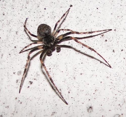 Nuctenea umbratica