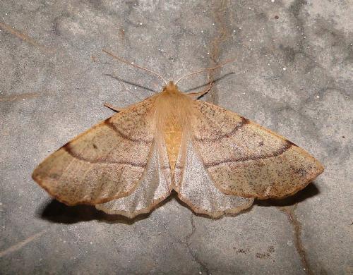 Réf. 64 632 : Colotois pennaria