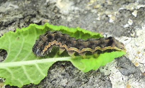 Helicoverpa armigera