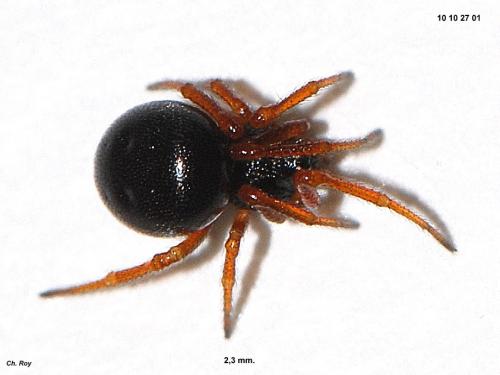Crustulina sticta