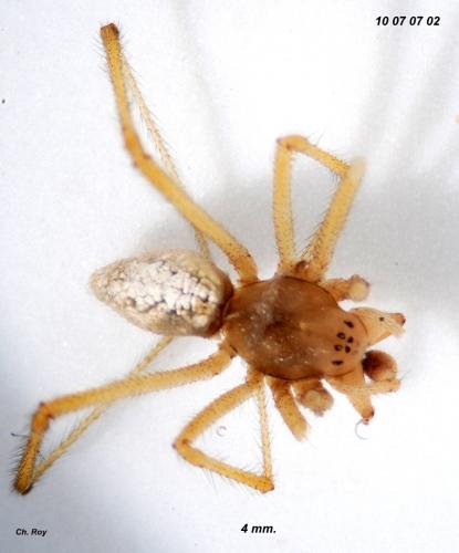 Enoplognatha latimana