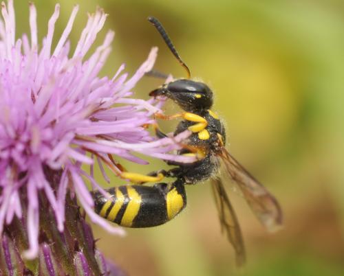 Ancistrocerus sp.