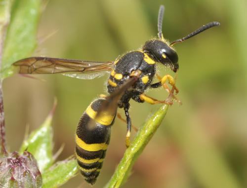 Réf. 64 402 : Ancistrocerus sp.