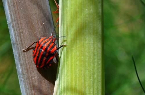 Graphosoma italicum