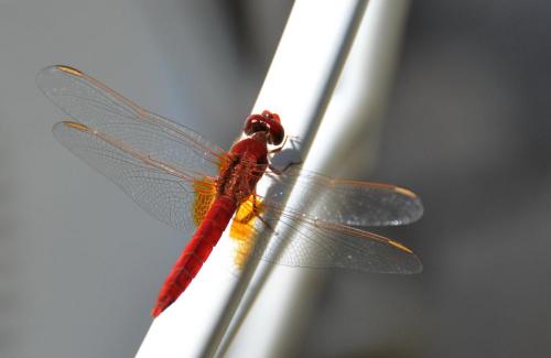 Crocothemis erythraea