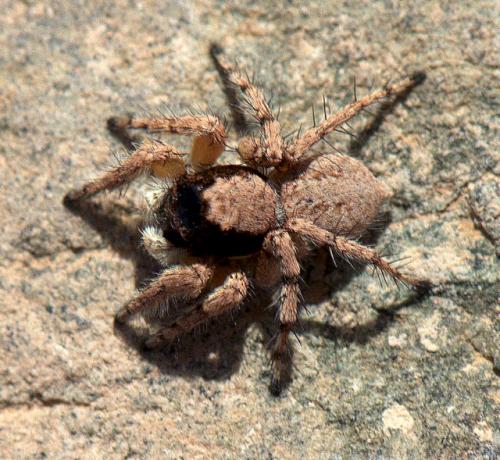 Aelurillus sp.