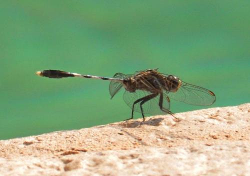 Orthetrum sabina