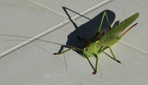 Tettigonia viridissima