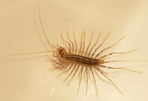 Réf. 64 594 : Scutigera coleoptrata