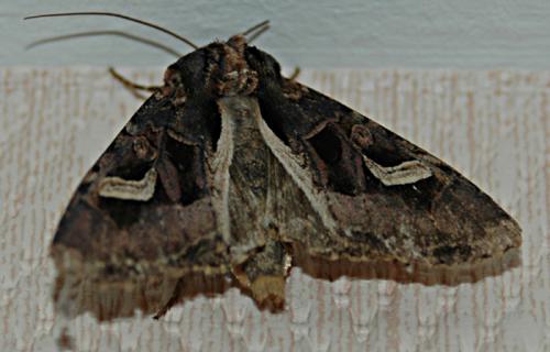 Réf. 64 416 : Trigonophora flammea