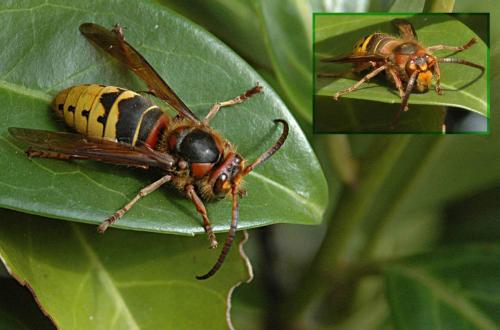 Réf. 64 282 : Vespa crabro