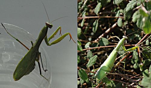Mantis religiosa