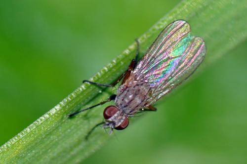 Coenosia sp.