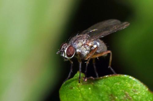 Coenosia sp.