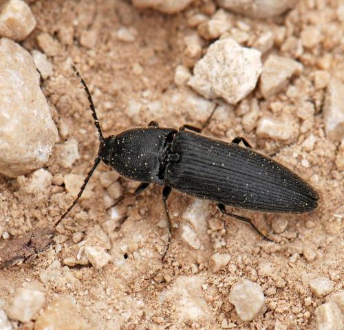 Melanotus tenebrosus