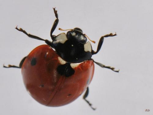 Coccinella septempunctata