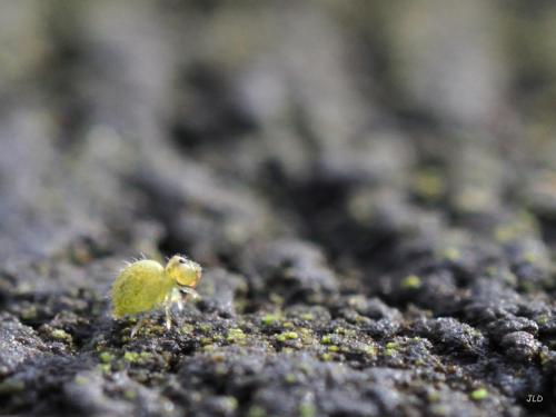 Sminthurus viridis