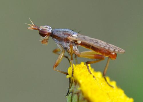 Dichetophora obliterata
