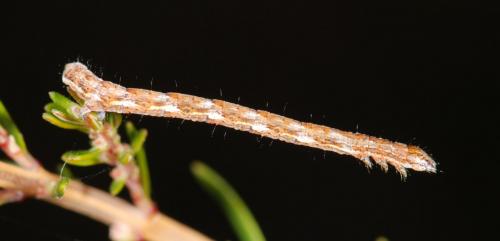 Pachycnemia hippocastanaria