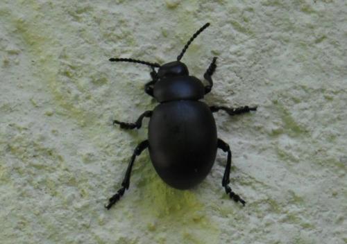 Réf. 64 568 : Timarcha nicaeensis
