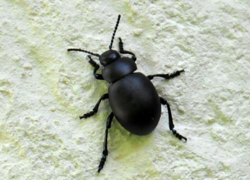 Réf. 64 562 : Timarcha nicaeensis