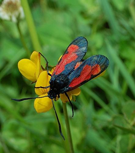 Réf. 64 991 : Zygaena trifolii