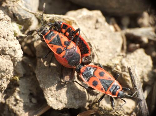 Pyrrhocoris apterus