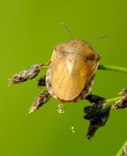 Réf. 64 987 : Eurygaster testudinaria