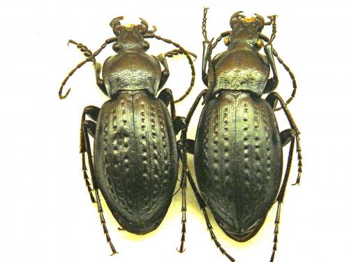 Carabus billbergi