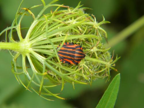 Graphosoma italicum